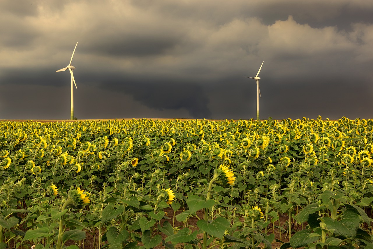 Campo de girasoles y aerogeneradores bajo un cielo de tormenta